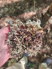 Platismatia tuckermanii