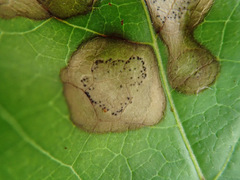 Phyllosticta ampelicida