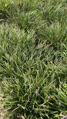 Liriope muscari