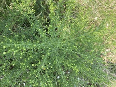 Artemisia annua