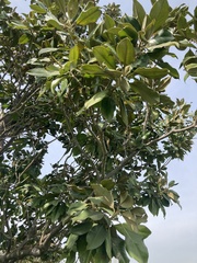 Quercus suber