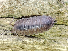 Porcellio