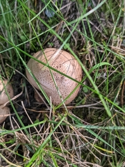 Scleroderma citrinum