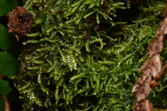 Cephalozia bicuspidata