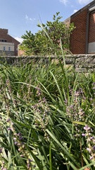 Liriope muscari