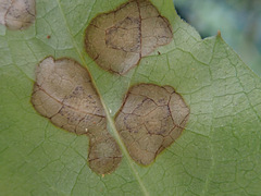 Phyllosticta ampelicida