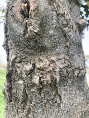Quercus suber