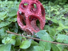 Clathrus crispus