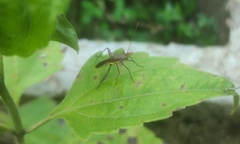 Riptortus linearis
