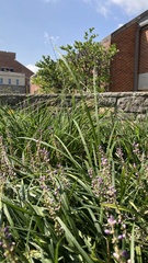 Liriope muscari