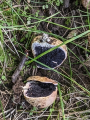 Scleroderma citrinum