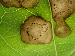 Phyllosticta ampelicida