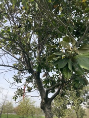 Quercus suber