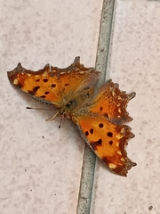 Polygonia egea