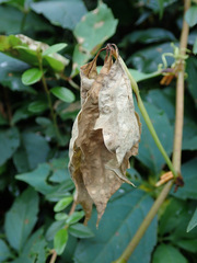 Phyllosticta ampelicida