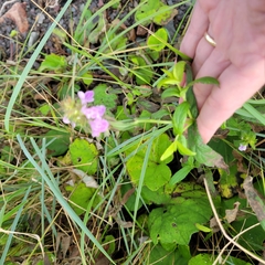 Stachys palustris
