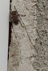 Acanthocinus aedilis