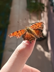 Polygonia egea