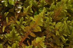 Stereodon subimponens