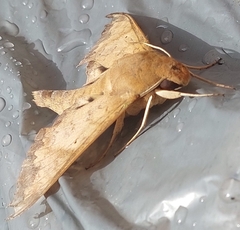 Pachylioides resumens