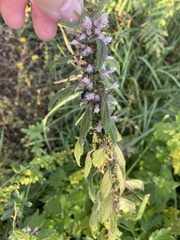 Leonurus quinquelobatus