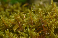 Stereodon subimponens