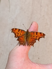 Polygonia egea