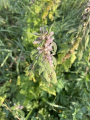 Leonurus quinquelobatus