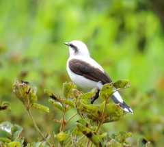 Fluvicola nengeta