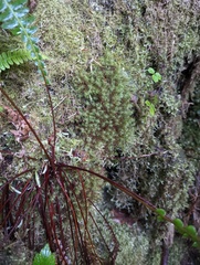 Bartramia pomiformis