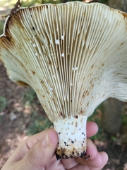 Russulaceae