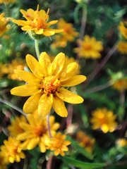 Melampodium appendiculatum