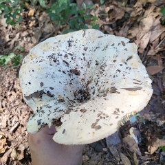 Russulaceae