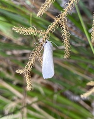 Schoenobiinae