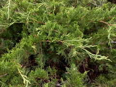 Juniperus sabina