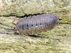 Porcellio