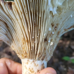 Russulaceae