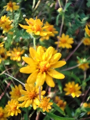 Melampodium appendiculatum