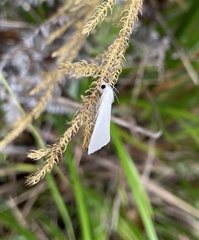 Schoenobiinae