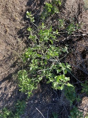 Justicia californica