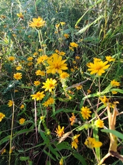 Melampodium appendiculatum