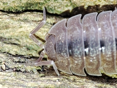 Porcellio