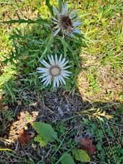 Carlina acaulis
