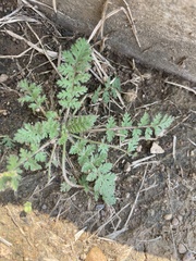 Artemisia annua