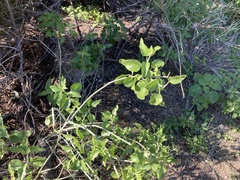 Justicia californica