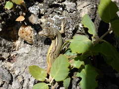 Psammodromus algirus
