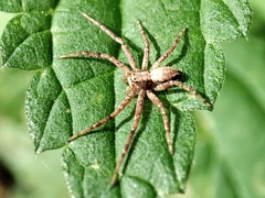 Philodromus aureolus
