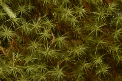 Bartramia pomiformis