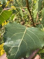 Phyllocnistis populiella