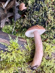Lactarius subviscidus
